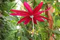 Passiflora antioquiensis
